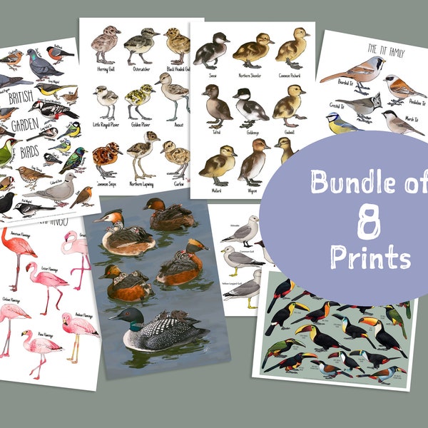 Bird species print bundle of 8 includes Garden birds, Flamingos, Waders, Ducks, Toucans and Gulls