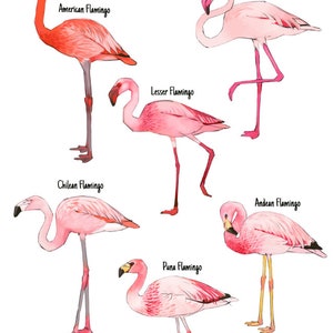 Flamingo species A5 Print American Flamingo / Lesser Flamingo / Greater Flamingo / Chilean Flamingo / James's Flamingo /Andean Flamingo image 2