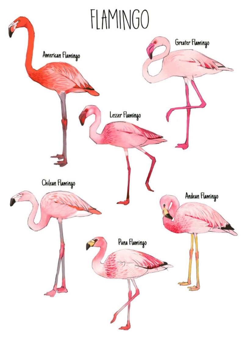 Flamingo species A5 Print American Flamingo / Lesser Flamingo / Greater Flamingo / Chilean Flamingo / James's Flamingo /Andean Flamingo image 2