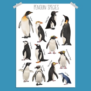 Może przedstawiać: Kolorowa ilustracja różnych gatunków pingwinów, w tym pingwina królewskiego, pingwina cesarskiego, pingwina gentoo i pingwina małego. Ilustracja jest podpisana nazwą każdego gatunku pingwina.