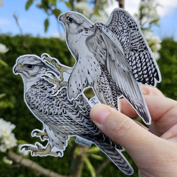 Gyrfalcon bird of prey large vinyl waterproof stickers