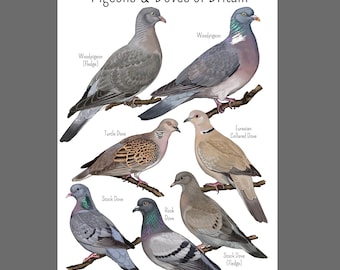 Pigeons & Doves of Britain Art Print Poster – UK Pigeon Species Illustration, Woodpigeon, Turtle Dove, Collared Dove, Stock Dove, Rock Dove