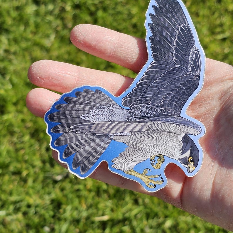 May include: A sticker featuring a detailed illustration of a peregrine falcon in flight. The falcon is shown with its wings spread, talons extended, and a fierce expression. The background is a light blue, resembling a sky.