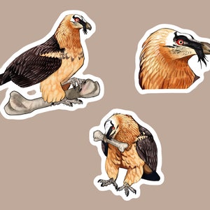 Lammergeier or Bearded Vulture set of 3 vinyl waterproof glossy stickers