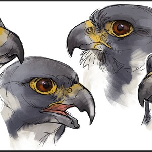 Op de afbeelding: Close-up van vier gedetailleerde tekeningen van een valkenkop. De tekeningen zijn in aquarelstijl met tinten grijs, bruin en geel. De ogen van de valk zijn fel oranje.