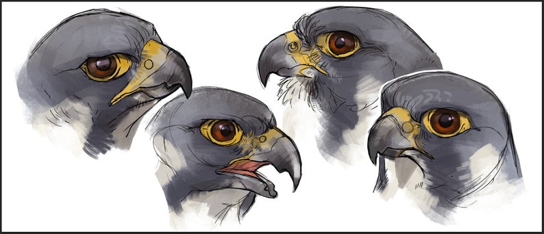 Op de afbeelding: Close-up van vier gedetailleerde tekeningen van een valkenkop. De tekeningen zijn in aquarelstijl met tinten grijs, bruin en geel. De ogen van de valk zijn fel oranje.
