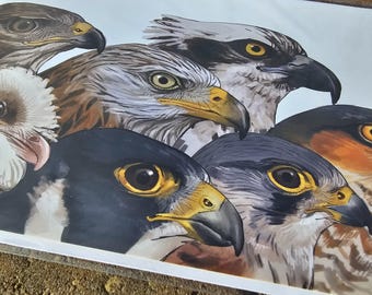 Birds of prey, eagles, hawks, owls, and falcons in the UK large greeting card