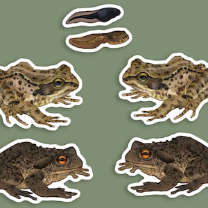 Puede incluir: Ilustración del ciclo de vida de una rana, con renacuajos y ranas adultas. Las ranas están representadas en tonos marrones y verdes, con marcas detalladas. El fondo es verde apagado.