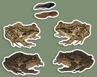 May include: Illustration of a frog life cycle, featuring tadpoles and adult frogs. The frogs are depicted in various shades of brown and green, with detailed markings and textures. The background is a solid, muted green.