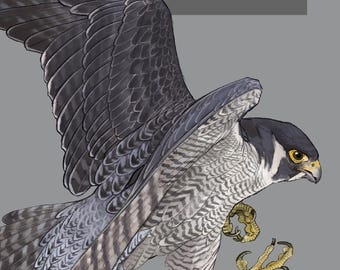 Magnetic Hill Peregrine Falcon Nest Cam Mute Swan Cygnet Rides