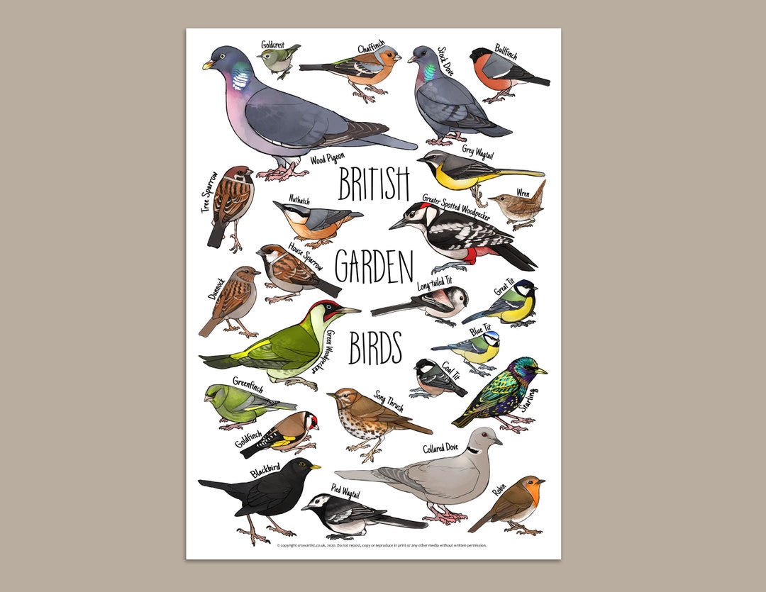 British Garden Birds Classification Key