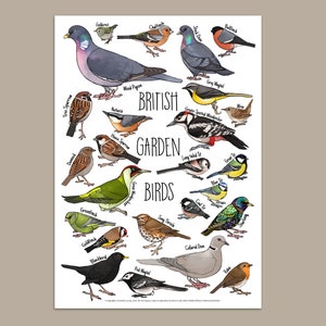 British Garden Birds Identification print featuring common birds seen in gardens