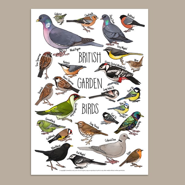 British Garden Birds Identification print featuring common birds seen in gardens