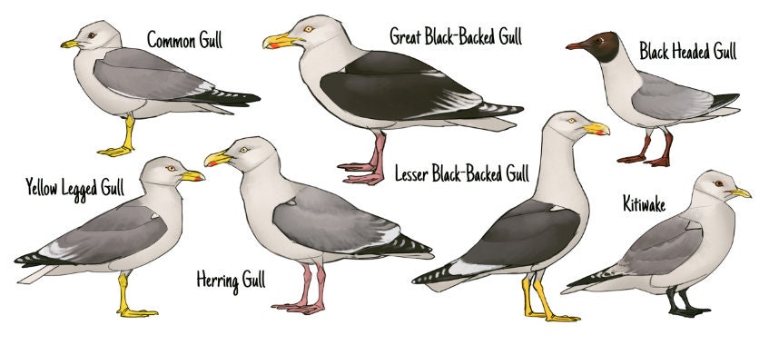 高品質！セグロカモメHerring gull頭骨