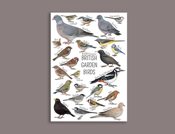 The Almanac Gallery - Confezione da 20 biglietti di Natale artistici di beneficenza, con scritta Winter Birdbath and Winter Feeder, graziosi disegni artistici con uccelli britannici, 20 biglietti