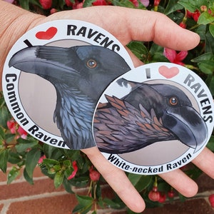 Raven and Crow sticker sets | Common Raven, White-necked Raven, Crow, Hooded Crow | set of 2 stickers vinyl waterproof glossy