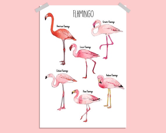 Flamingo species art print A4 –American Flamingo / Lesser Flamingo /  Greater Flamingo / Chilean Flamingo / James's Flamingo /Andean Flamingo