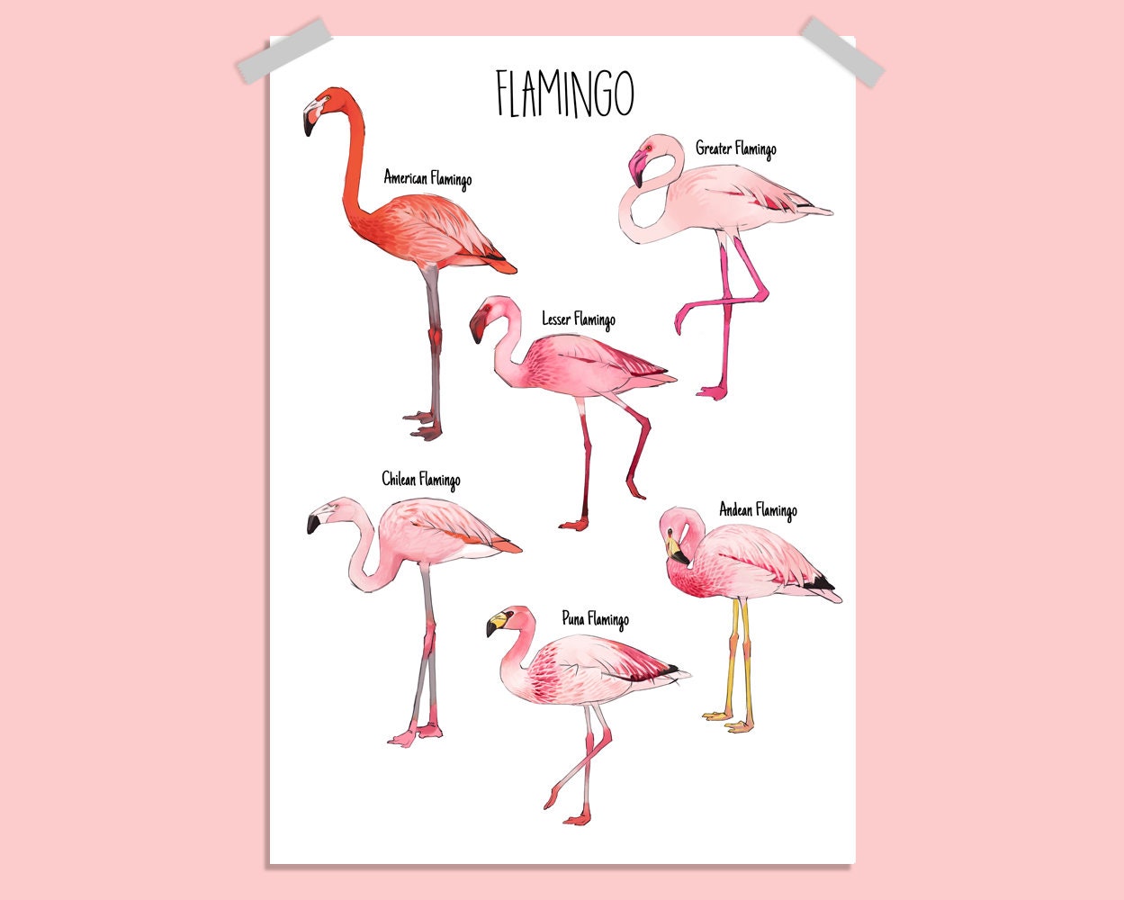 Flamingo species art print A4 –American Flamingo / Lesser Flamingo /  Greater Flamingo / Chilean Flamingo / James's Flamingo /Andean Flamingo