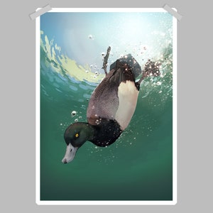 Buceo Natación Mayor Scaup Duck Art Print Poster A4/A3 / Pintura / Arte Mural / Nature Print