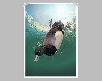 May include: A poster print of a duck diving underwater. The duck has a black head, white chest, and gray back. Bubbles and light refract through the water, creating a dynamic scene. The duck's yellow eye is visible.