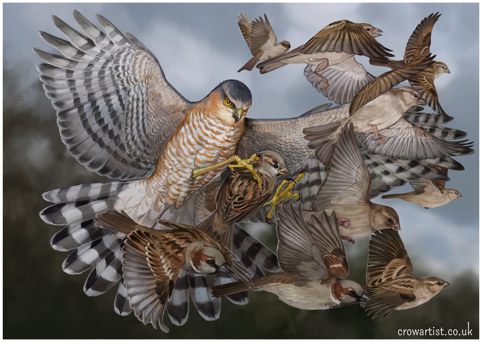 Stampa artistica di Sparviero che cattura i passeri domestici