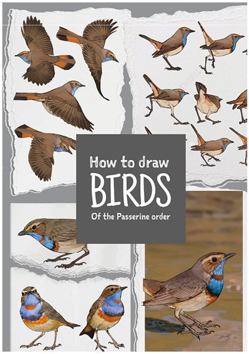 How to draw birds: Of the passerine order image 2