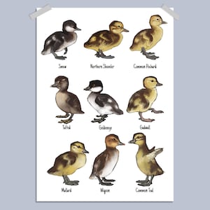 Entlein Art Print: Entenrassen Poster, Natur Wandkunst