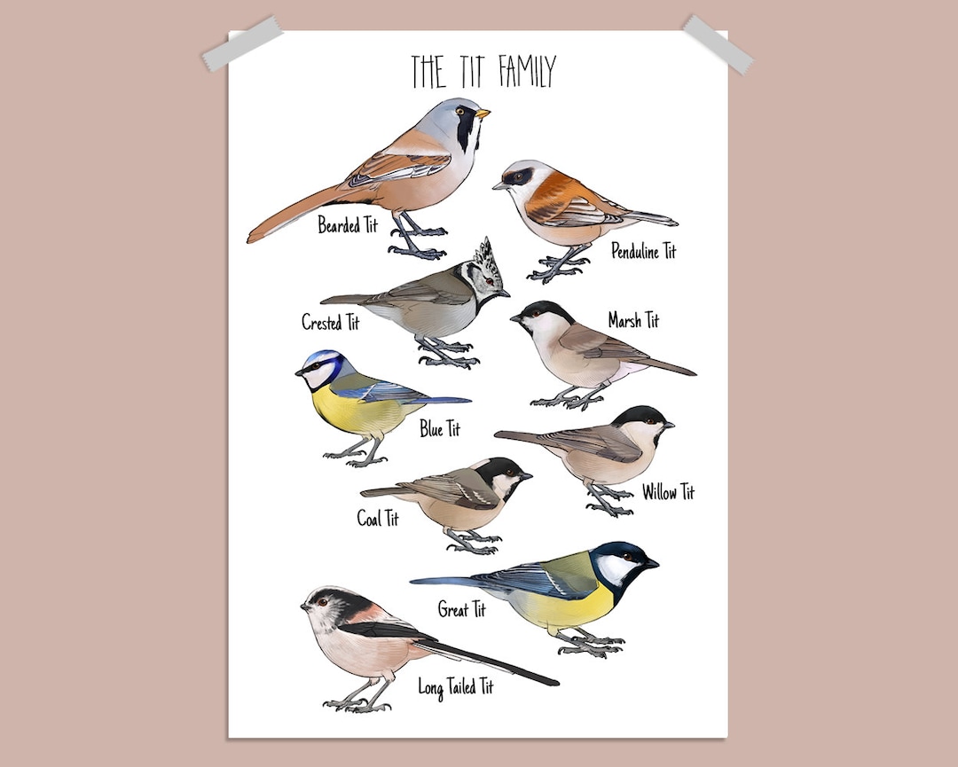 British Tit Family Species Poster A4 A3 Painting Wall Art Bearded british-tit-family-species-poster-a4-a3-painting-wall-art-bearded