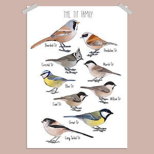 May include: A poster featuring illustrations of various tit species, including the Bearded Tit, Penduline Tit, and Great Tit. Each bird is depicted with detailed plumage and labeled with its common name. The title "THE TIT FAMILY" is displayed at the top.
