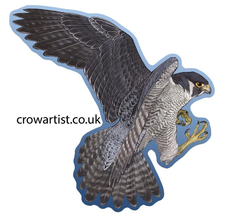 May include: A detailed illustration of a peregrine falcon in flight with its wings spread wide and talons extended. The falcon is depicted against a blue background with a website address, crowartist.co.uk, in the lower left corner.