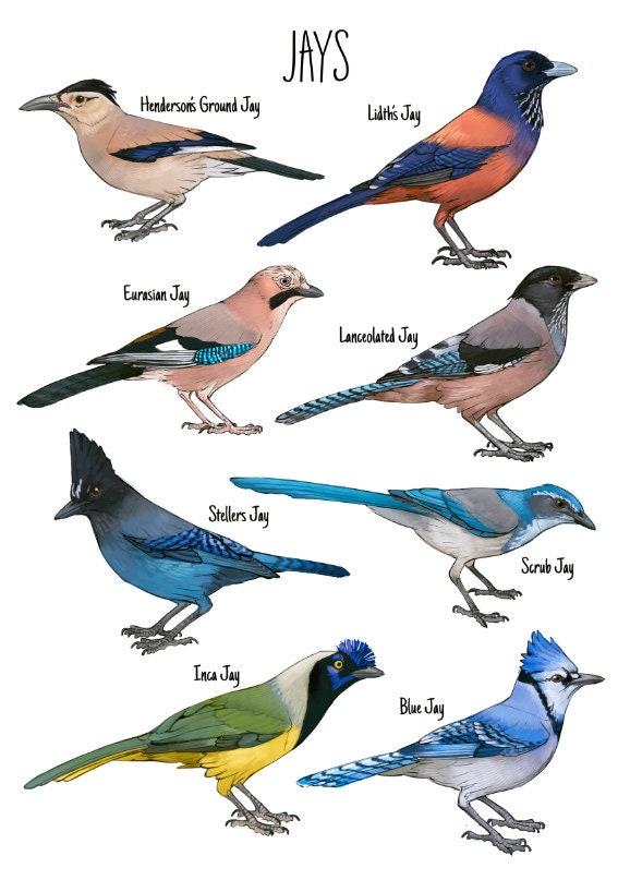 Jay Species Poster 2021 Painting / Wall Art / Scrub Jay / Etsy UK