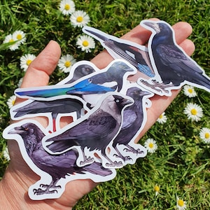 Jeu d'autocollants Corvids 2020 : corbeau, corbeau, choucas, tour, crave, geai, pie | lot de 7 stickers en vinyle imperméable brillant
