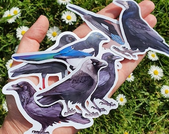 Corvids Stickers set 2020: Crow, Raven, Jackdaw, Rook, Chough, Jay, Magpie | set of 7 stickers vinyl waterproof glossy