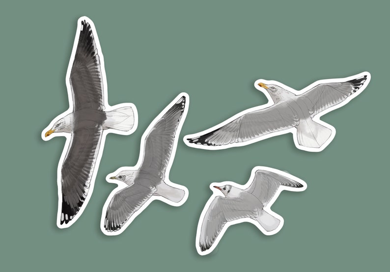 Wingull Sticker Flying Gull Stickers: Waterproof Vinyl Decals for Laptop (set of 4) - Etsy
