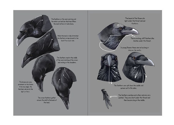 How to Draw Ravens: Anatomy and Wings - Etsy