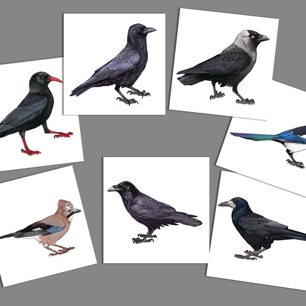 Rabenvögel Set 7 Grußkarten | Knopf | Rabe | Dohle | Turm | Krähe | Elster | Eichelhäher