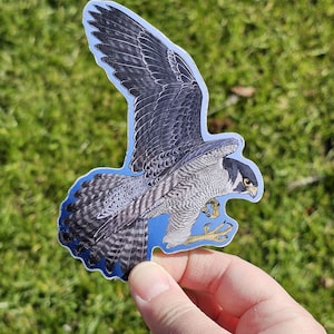 May include: A sticker of a grey and white peregrine falcon with its wings spread, flying against a blue sky background.