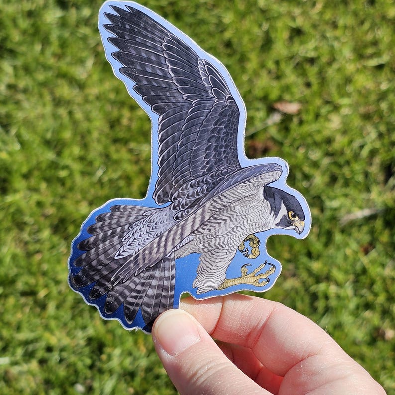 May include: A sticker of a grey and white peregrine falcon with its wings spread, flying against a blue sky background.