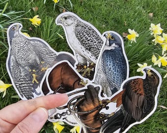 Falconry and birds of prey on a glove vinyl stickers