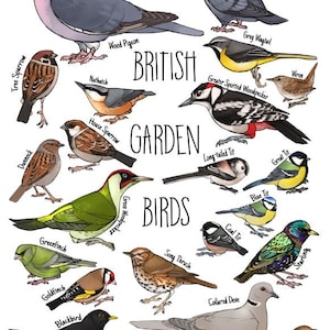 British Garden Birds Identification Print Featuring Common Birds Seen ...
