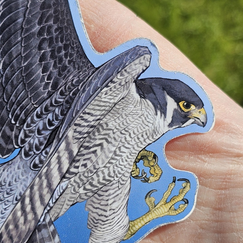 May include: A close-up of a sticker featuring a detailed illustration of a peregrine falcon in flight. The falcon has grey and white feathers, a yellow beak, and black eyes. The sticker is on a blue background.