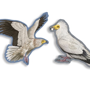 May include: Two white Egyptian vultures, one in flight with wings spread and the other standing with its head turned to the side. The vulture in flight has a brown and black wing pattern. The vulture standing has a yellow beak and a white head.