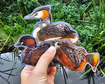 May include: A collection of bird stickers featuring detailed illustrations of various waterfowl species. The stickers showcase vibrant colors and intricate feather patterns, with some depicting parent birds carrying their young. The background shows a natural setting with water and greenery.