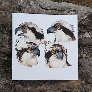 Postcard – Osprey Head Studies