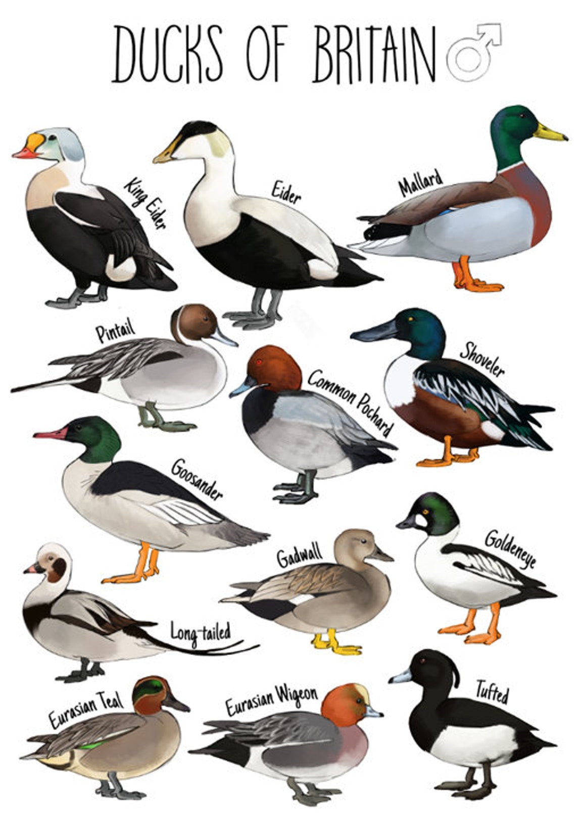 British Male Ducks Identification Chart and Illustration With Etsy