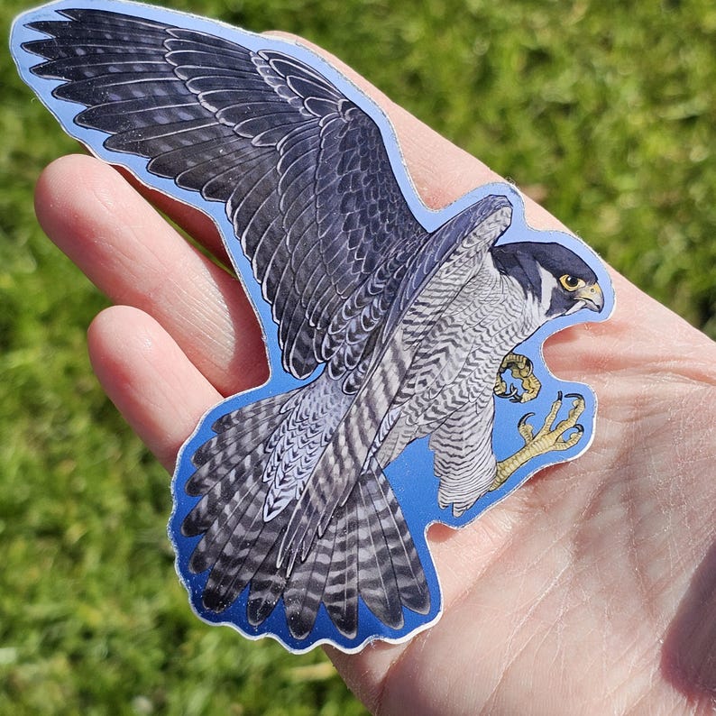 May include: A sticker featuring a detailed illustration of a peregrine falcon in flight against a blue background.