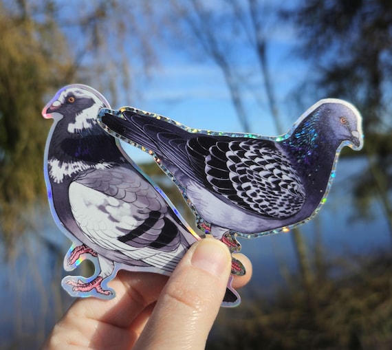 Holographic Feral and domesticated pigeon stickers
