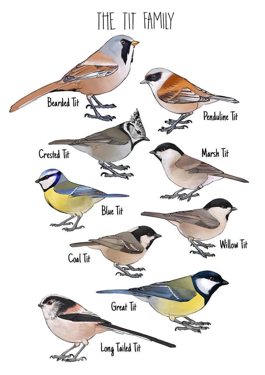 British Tit Family Poster: Bird Identification Chart, Garden Wildlife Art