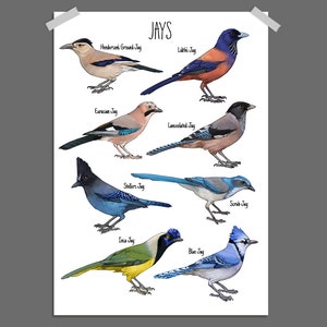 Jay species Poster 2021 | Painting / Wall Art / Scrub Jay / Bird Poster / Blue Jay / Stellers Jay