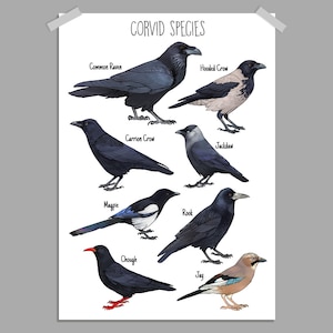 Corvid Crow Species Poster A4 A3 | Painting / Wall Art / Nature Print / Crow / Raven / Jackdaw / Hooded Crow / Chough / Magpie / Rook